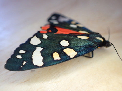 Piękny niedźwiedź — Bild 5