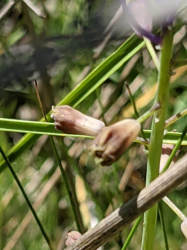 Hiacynt winogronowy — Bild 5