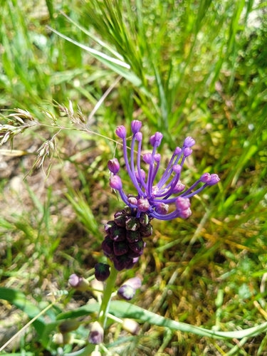 Hiacynt winogronowy — Bild 3