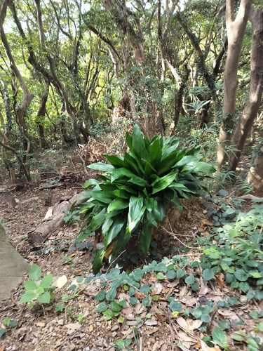 Palma szewska — Bild 1