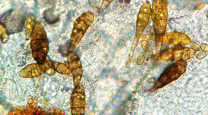 Alternaria — zdjęcie 1 z 8