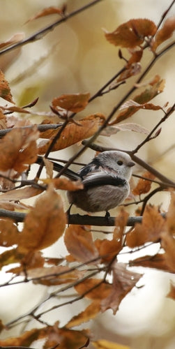 Sikora długoogoniasta — Bild 2