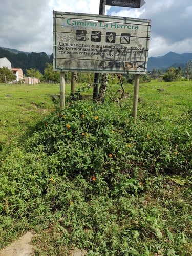 Czarnooka Susan — Bild 2