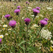 Schwarze Flockenblume (Centaurea nigra) in Blüte im naturnahen Garten (KI-generiert)