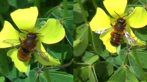 Czarna pszczoła moździerzowa — Bild 5