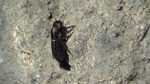 Czarna pszczoła moździerzowa — Bild 3
