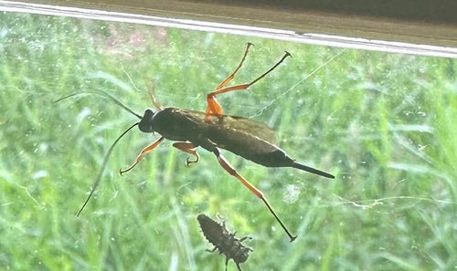 Czarna pasożytnicza osa — Bild 4