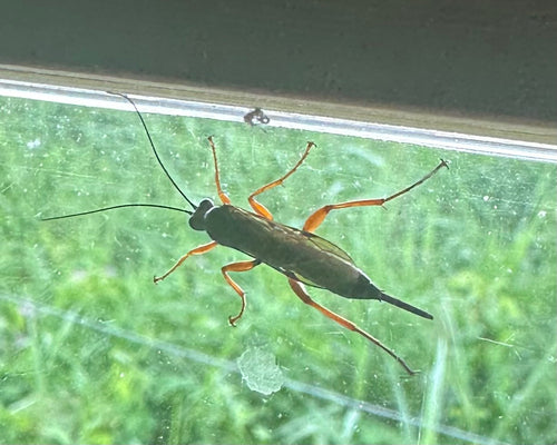 Czarna pasożytnicza osa — Bild 3