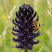 Blüte von Schwarze Teufelskralle (Phyteuma nigra) in Nahaufnahme (KI-generiert)