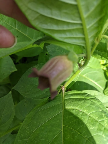 Czarna belladonna — Bild 1