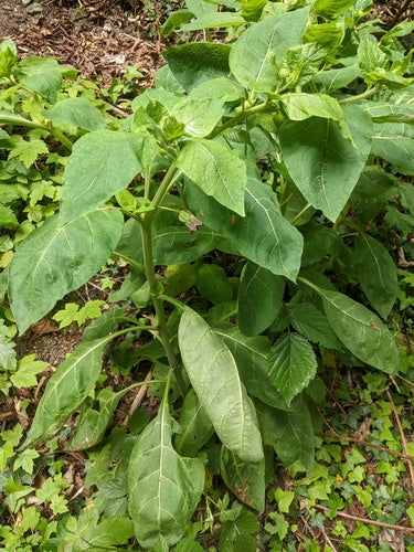 Czarna belladonna — Bild 5