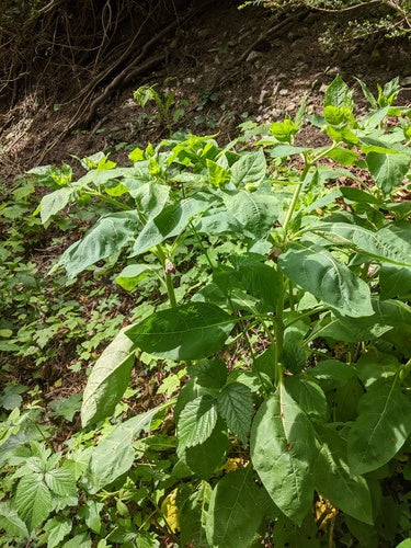 Czarna belladonna — Bild 4
