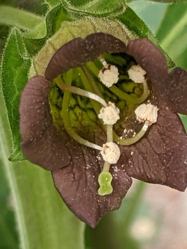 Czarna belladonna — Bild 3