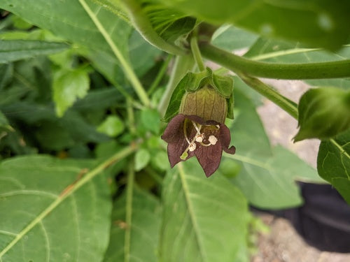 Czarna belladonna — Bild 2