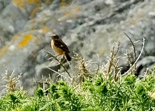 Stonechat — Bild 5