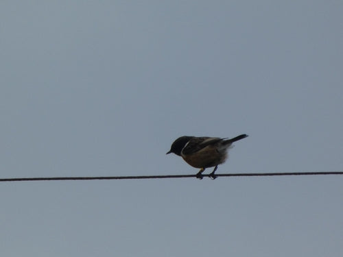 Stonechat — Bild 2
