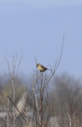 Stonechat — Bild 4
