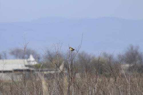 Stonechat — Bild 3