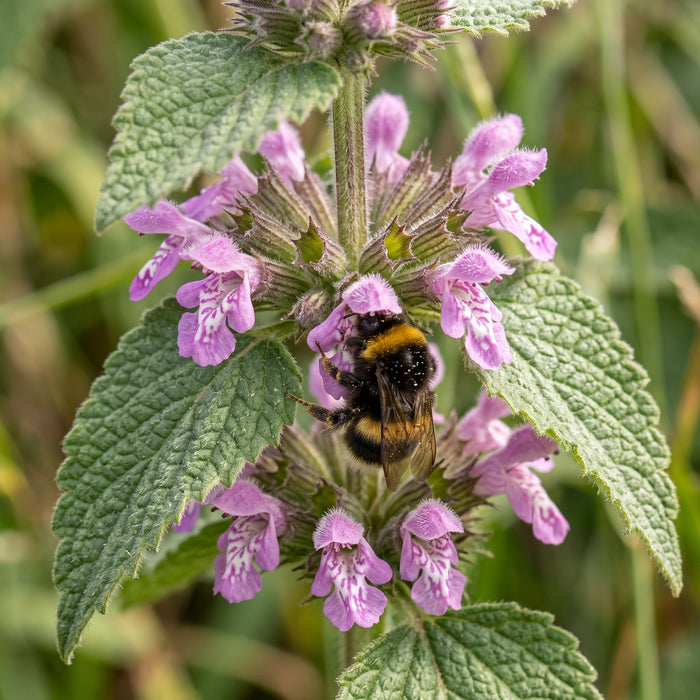 Blüte von Schwarznessel (Ballota nigra) in Nahaufnahme (KI-generiert)