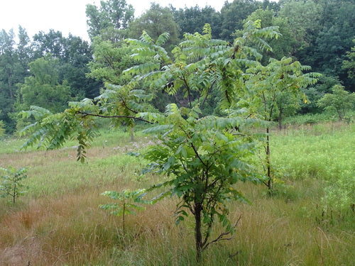Czarny orzech — Bild 1