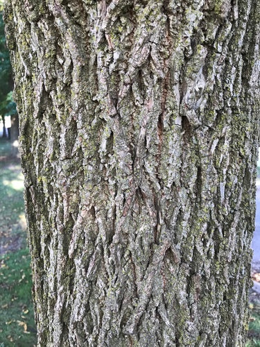 Czarny orzech — Bild 4