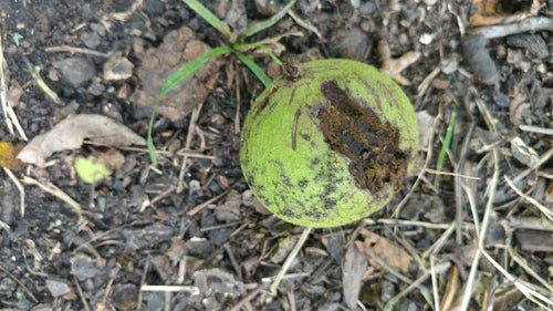Czarny orzech — Bild 3