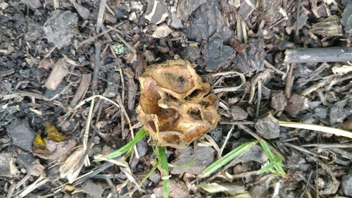 Czarny orzech — Bild 2