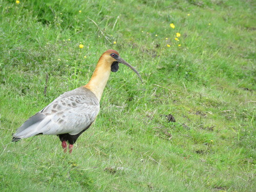 Ibis czarnoskóry — Bild 3