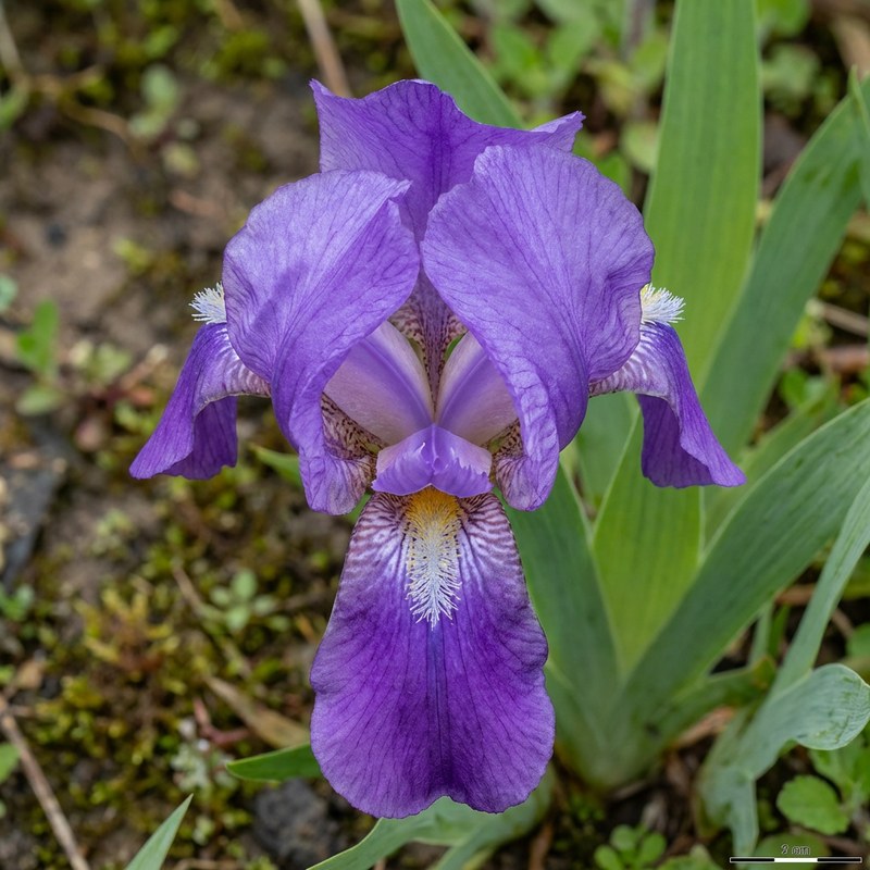 Irys (rodzaj)