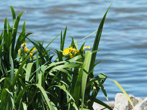 Irys (rodzaj) — Bild 2
