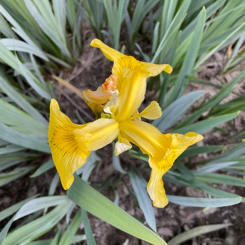 Irys (rodzaj) — Bild 5