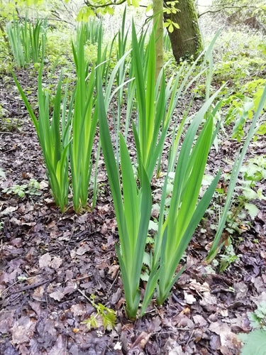 Irys (rodzaj) — Bild 3