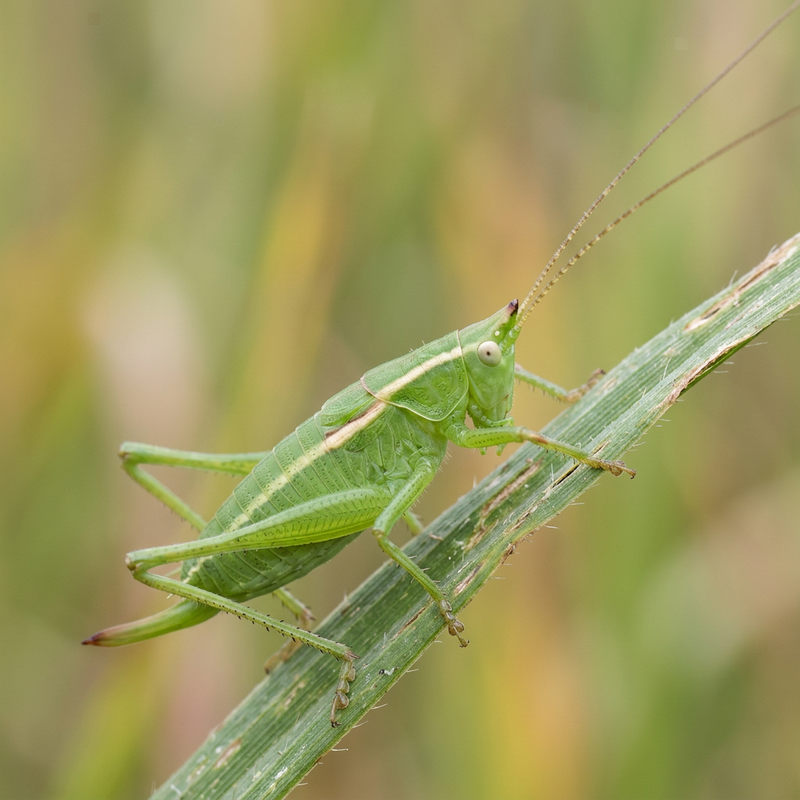 miecz owad (nimfa) (Euconocephalus nasutus), ilustracja AI