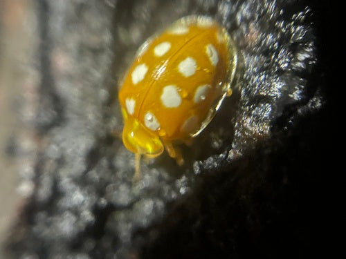 Biedronka szesnastopunktowa — Bild 5