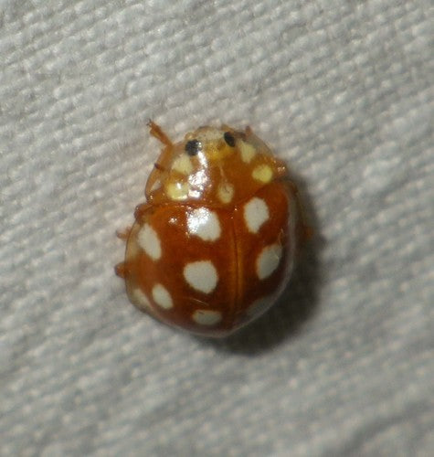 Biedronka szesnastopunktowa — Bild 2