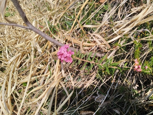 Dafne — Bild 2
