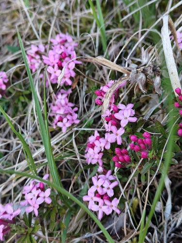 Dafne — Bild 4