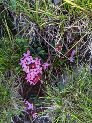 Dafne — Bild 3