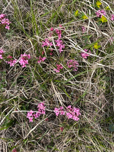 Dafne — Bild 1