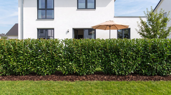 Portugiesischer Kirschlorbeer als 1,80 m hohe Hecke (Sommer) – KI-generierte Visualisierung