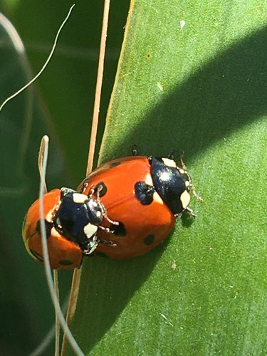 Biedronka siedmiokropka — Bild 3