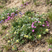 Silber-Fingerkraut (Potentilla argentea) in Blüte im naturnahen Garten (KI-generiert)