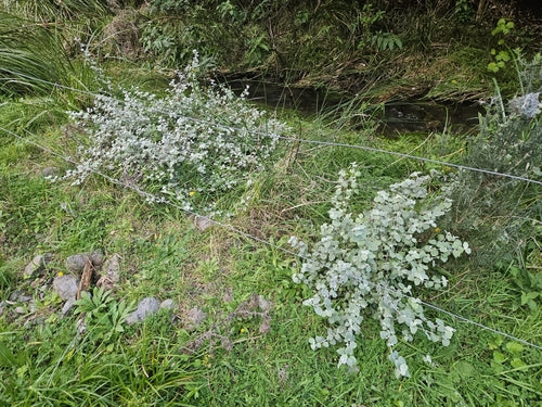 Srebrna Truskawka — Bild 4