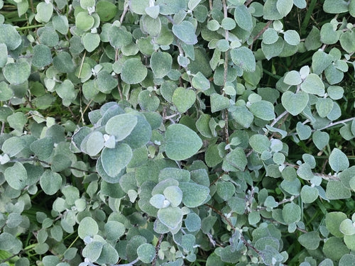 Srebrna Truskawka — Bild 3