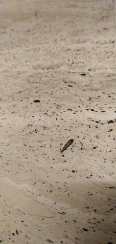 Silberfischchen - Bild 3