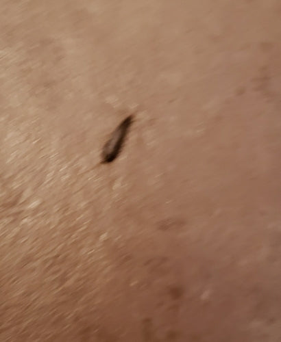 Silberfischchen - Bild 7