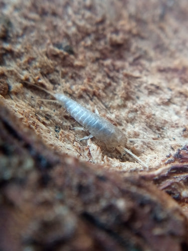 Silberfischchen - Bild 2