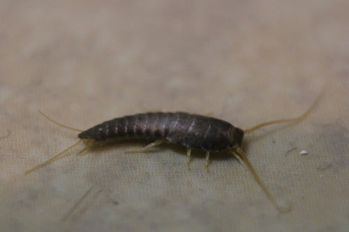 Silberfischchen - Bild 1