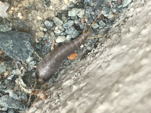 Silberfischchen - Bild 8