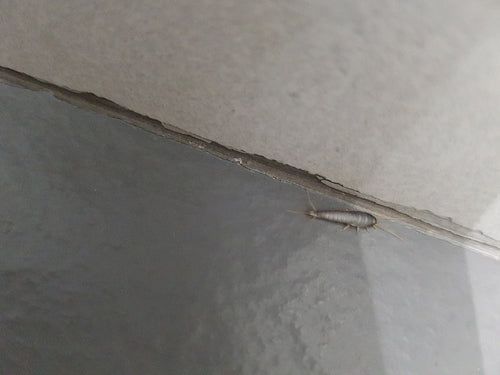 Silberfischchen - Bild 4